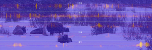 Voices of Yellowstone