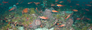 Global Foundation for Ocean Exploration